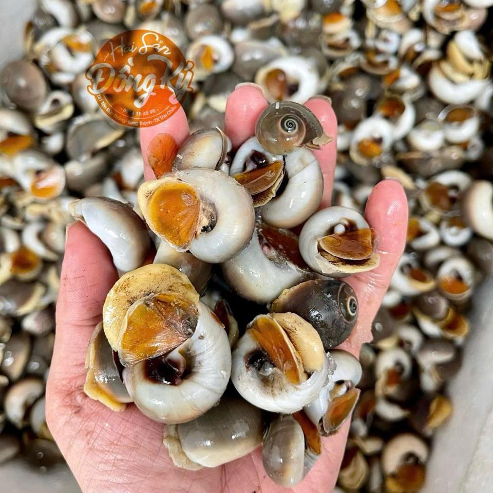 Ốc mỡ nâu-duoc-ban-tai-Hải Sản Tiên Tiên