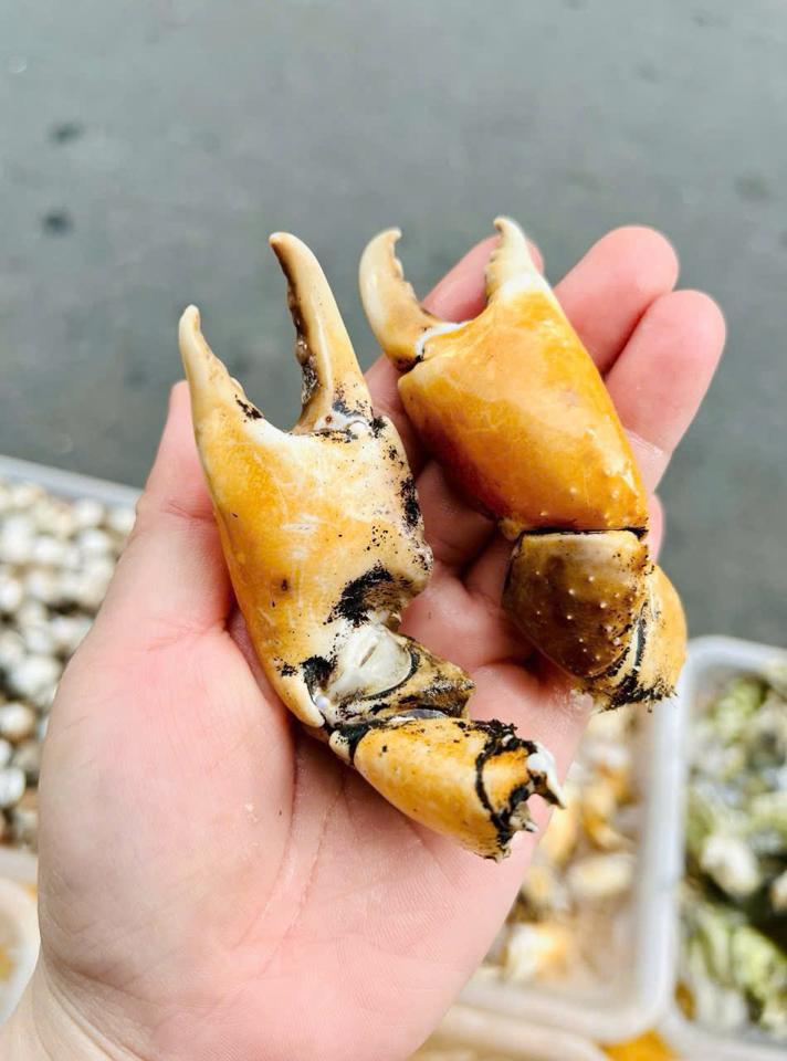 Càng cúm nghệ cồ-duoc-ban-tai-Hải Sản Tiên Tiên