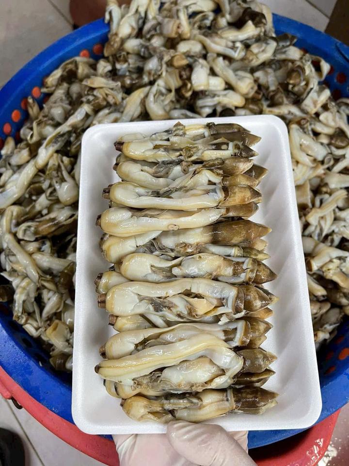 Ruột ốc móng tay-duoc-ban-tai-Hải Sản Tiên Tiên