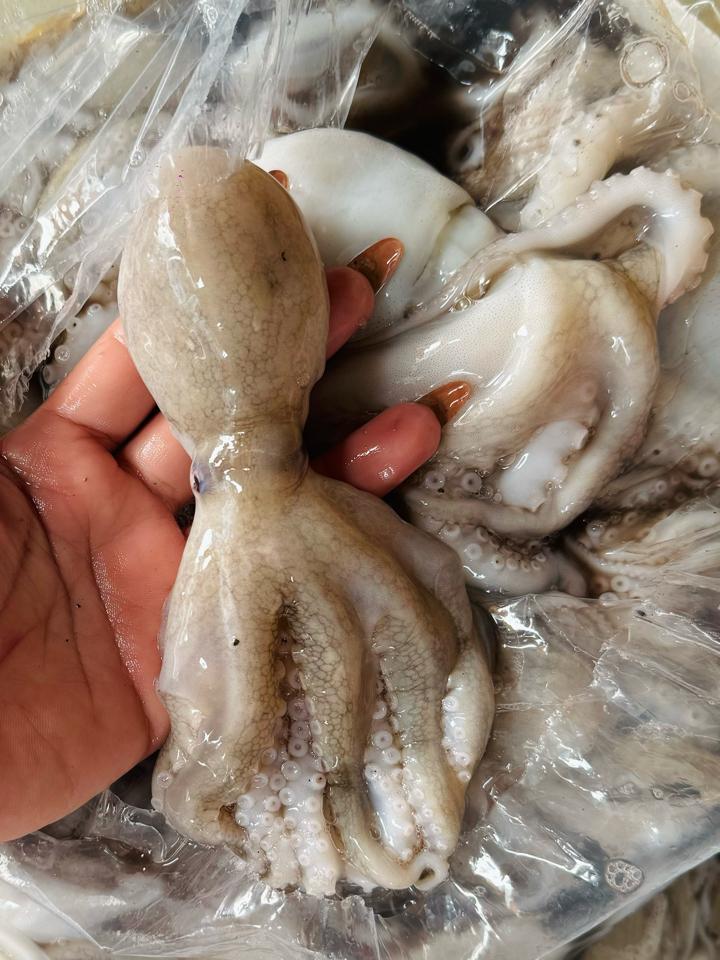 Bạch tuột-duoc-ban-tai-Hải Sản Tiên Tiên