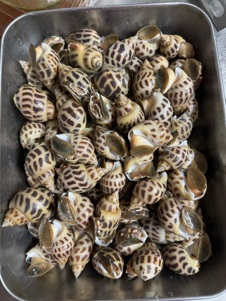 Ốc hương cồ 45-50con  -duoc-ban-tai-Hải Sản Tiên Tiên