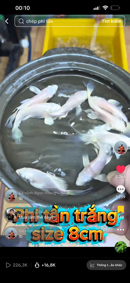 Combo 4 Phi tần trắng size 7-8cm ( đã bao gồm phí ship)-duoc-ban-tai-Cá cảnh Ngọc Hoàng [zalo: 0934457023 ]