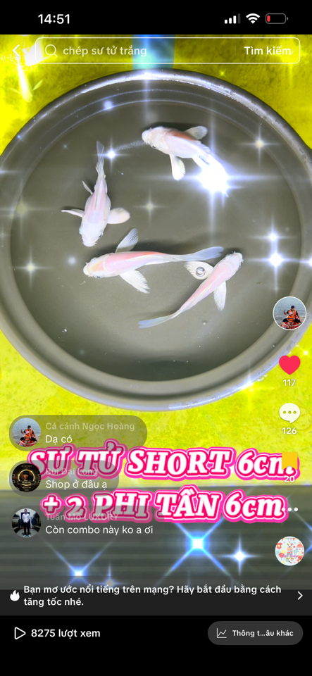 Combo 2 sư tử trắng 6cm+ 2 phi tần trắng 6cm( đã bao gồm phí ship)-duoc-ban-tai-Cá cảnh Ngọc Hoàng [zalo: 0934457023 ]