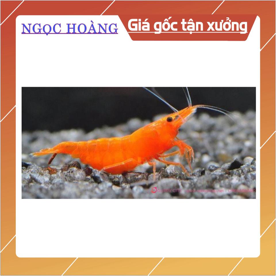 CB79-Combo 10 tép vàng cam dễ nuôi, xinh xắn - Q3 - NH - 2-duoc-ban-tai-Cá cảnh Ngọc Hoàng [zalo: 0934457023 ]