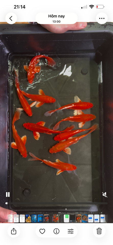 1 chép phi tần đỏ size 18cm( đã bao gồm phí ship) Sao chép3-duoc-ban-tai-Cá cảnh Ngọc Hoàng [zalo: 0934457023 ]