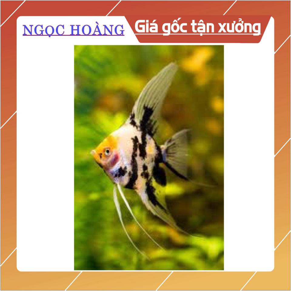 CB62- Combo 2 Ông tiên koi 3 màu-duoc-ban-tai-Cá cảnh Ngọc Hoàng [zalo: 0934457023 ]