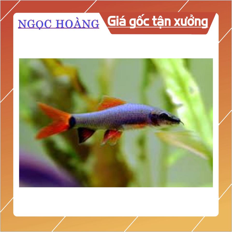 CB53- combo 6 Cá chuột thái tím-duoc-ban-tai-Cá cảnh Ngọc Hoàng [zalo: 0934457023 ]