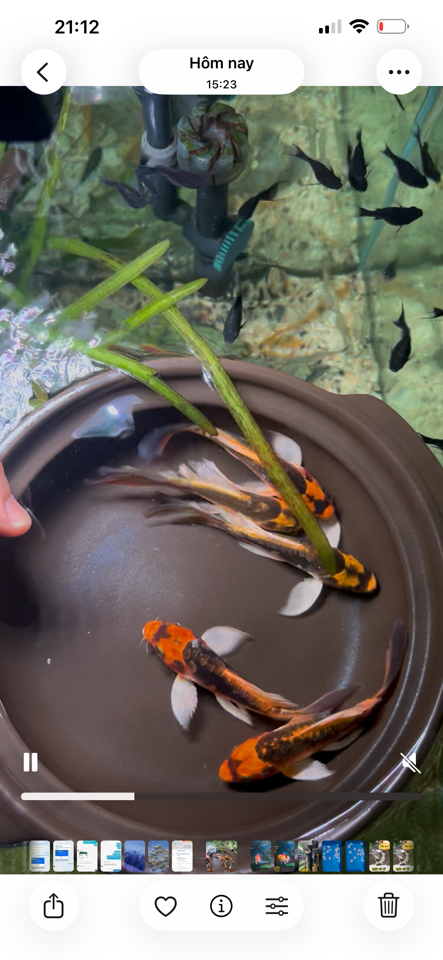 Combo 5 chép panda size 10 ( bao gồm ship)-duoc-ban-tai-Cá cảnh Ngọc Hoàng [zalo: 0934457023 ]