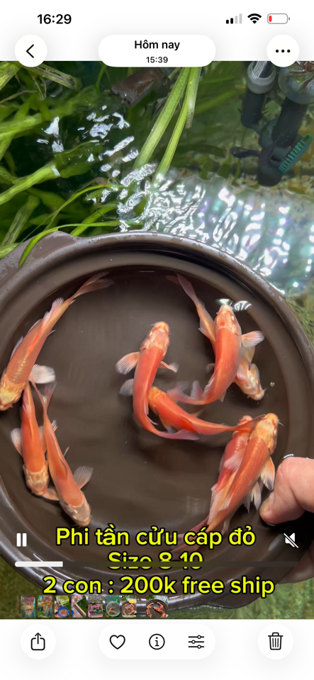 Combo 2 Phi tần cửu cáp đỏ size 7-8 đã bao gồm ship-duoc-ban-tai-Cá cảnh Ngọc Hoàng [zalo: 0934457023 ]