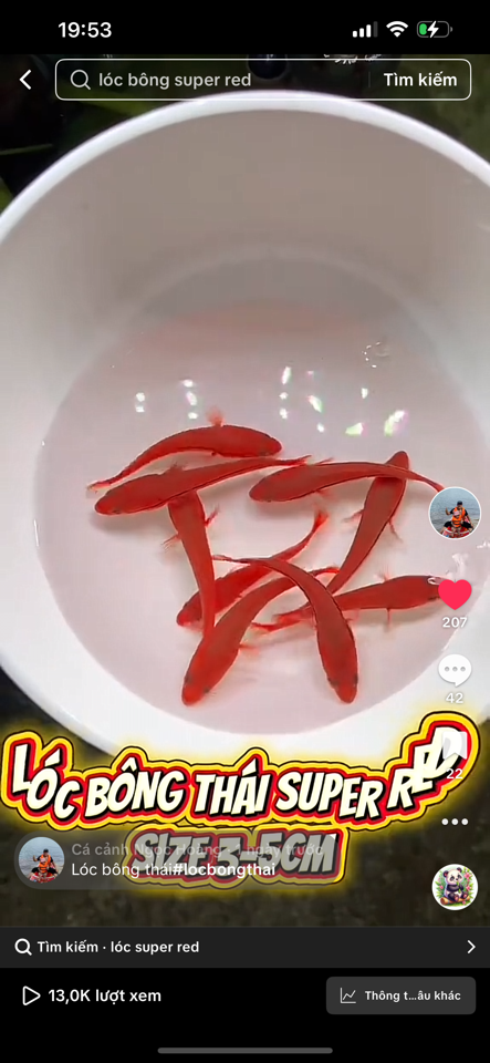 Combo 10 lóc bông thái đỏ 4cm-duoc-ban-tai-Cá cảnh Ngọc Hoàng [zalo: 0934457023 ]