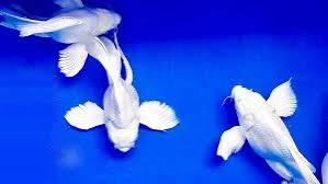 Combo 2 chép sư tử short size 5cm-duoc-ban-tai-Cá cảnh Ngọc Hoàng [zalo: 0934457023 ]