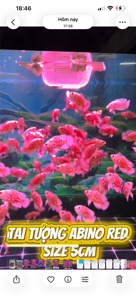 Combo 2 con heo abino red 5cm( đã bao gồm phí ship)-duoc-ban-tai-Cá cảnh Ngọc Hoàng [zalo: 0934457023 ]