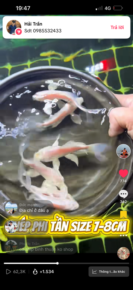 Combo 4 phi tần size 7-8 đã bao gồm phí ship-duoc-ban-tai-Cá cảnh Ngọc Hoàng [zalo: 0934457023 ]