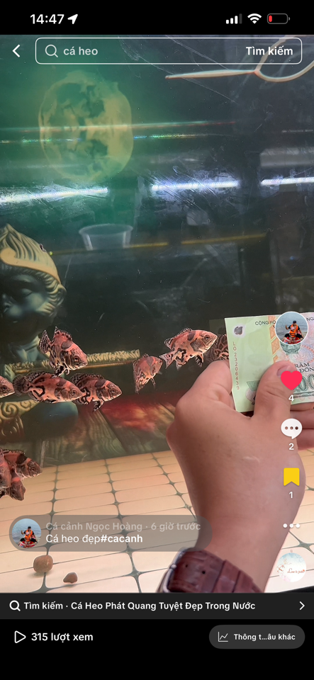 Combo 4 con heo đen size 5cm( đã bao gồm phí ship)-duoc-ban-tai-Cá cảnh Ngọc Hoàng [zalo: 0934457023 ]