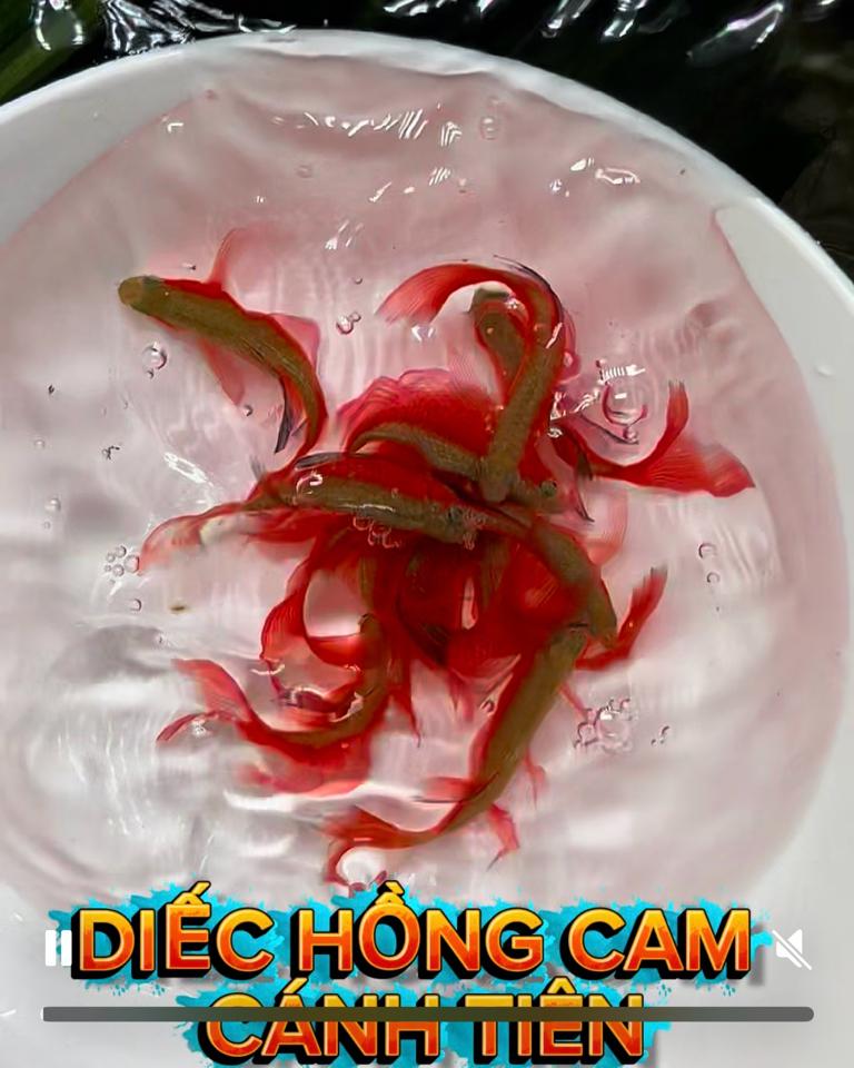 Combo 10 diếc hồng cam 4cm-duoc-ban-tai-Cá cảnh Ngọc Hoàng [zalo: 0934457023 ]