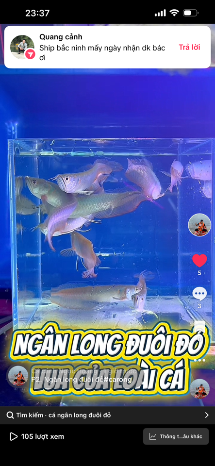 Ngân long size 12-15cm ( bao gồm ship và thùng xốp)-duoc-ban-tai-Cá cảnh Ngọc Hoàng [zalo: 0934457023 ]