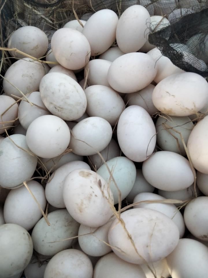 Vịt đồng thả vườn 🐍🐍🥚🥚-duoc-ban-tai-Ly Vy