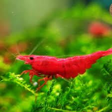 Tép Fire red -duoc-ban-tai-Green Aquatic Quảng Yên