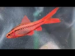 Diếc anh đào vây dài -duoc-ban-tai-Green Aquatic Quảng Yên