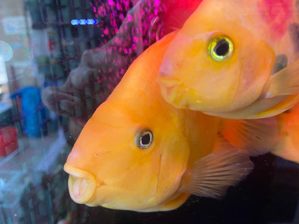 Két vàng to-duoc-ban-tai-Green Aquatic Quảng Yên
