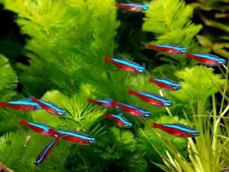 Cá Neon Vua -duoc-ban-tai-Green Aquatic Quảng Yên
