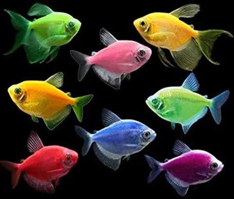 Cá cánh buồm vàng-duoc-ban-tai-Green Aquatic Quảng Yên