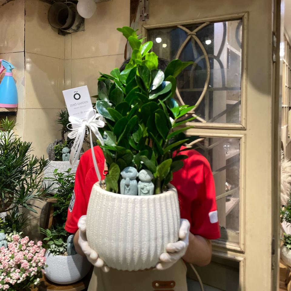 Kim tiền Atlantic bí ngô L 17cm-duoc-ban-tai-Zerõ Garden - Sống Xanh Sống An Lành