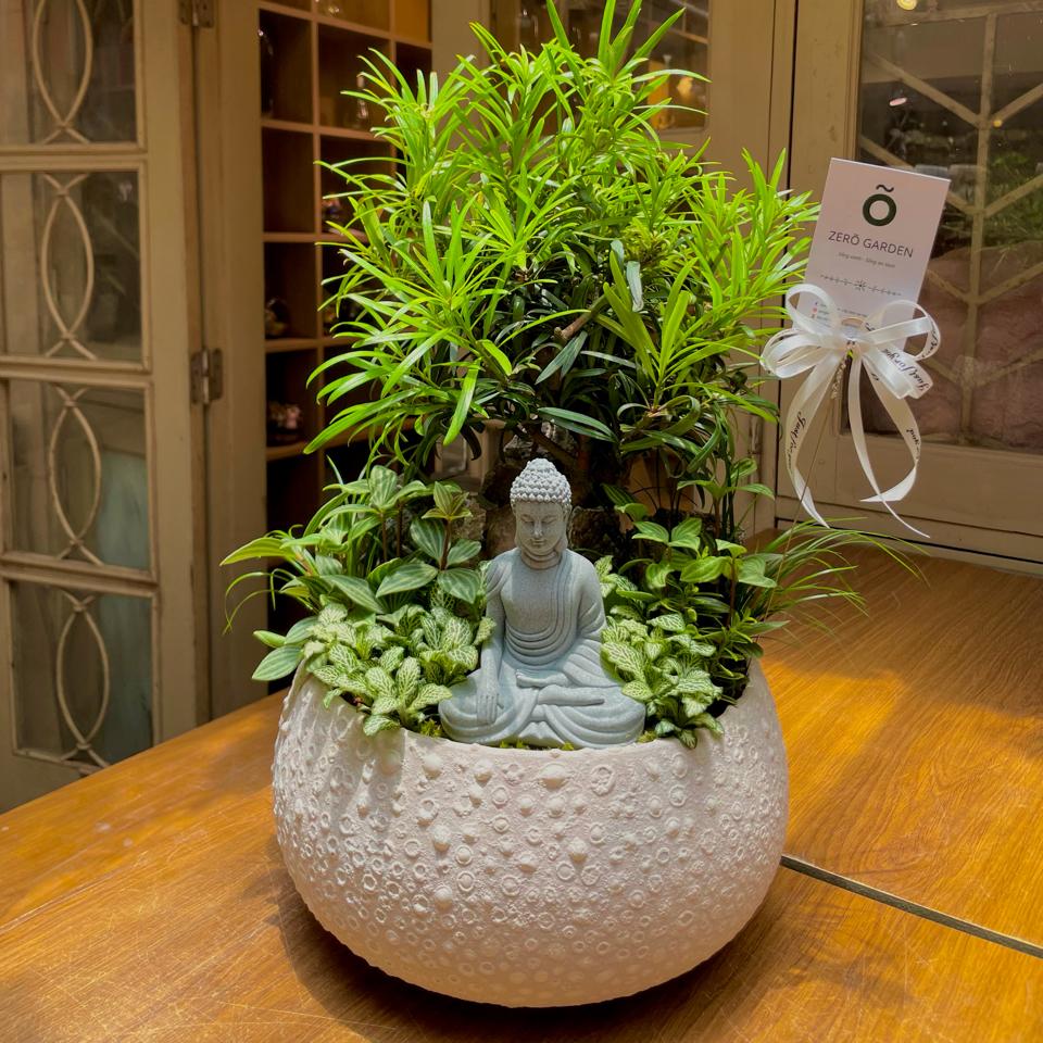TC Tùng la hán Atlantic hạt dẻ size L-duoc-ban-tai-Zerõ Garden - Sống Xanh Sống An Lành