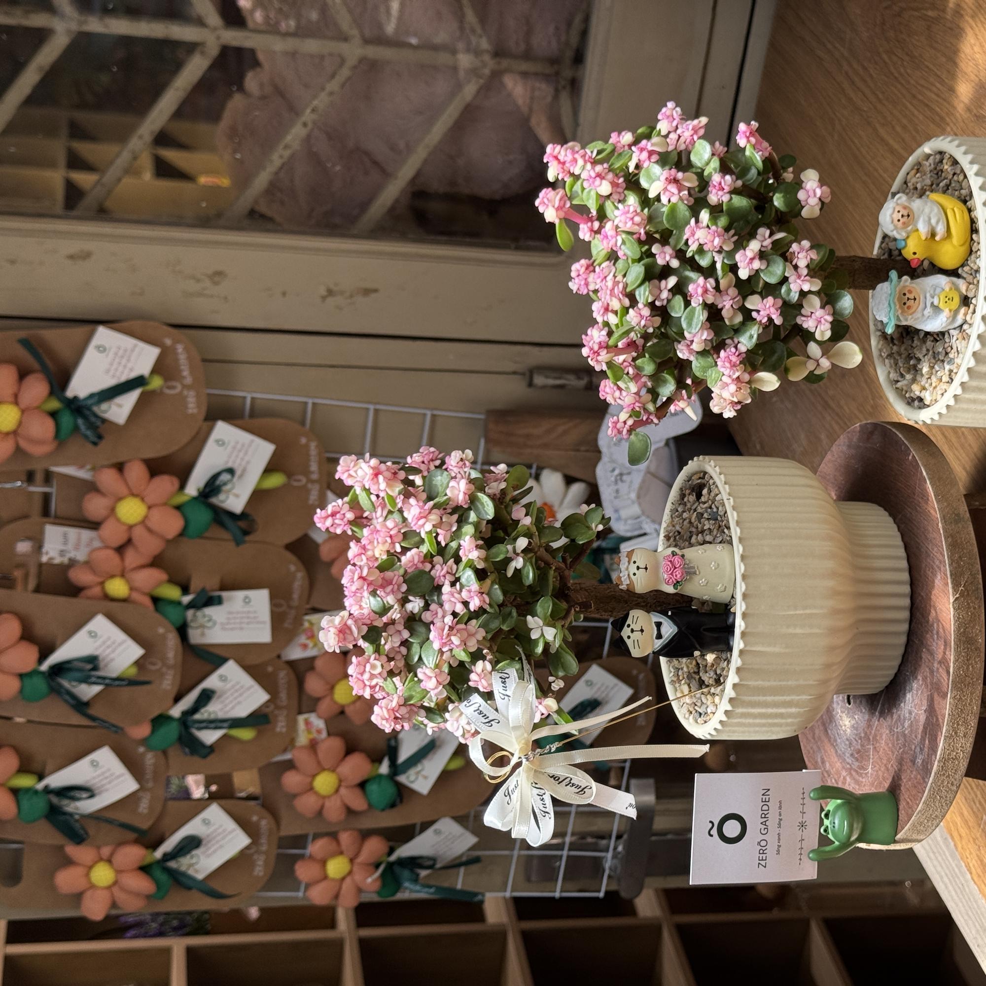 Dolla Cổ Thụ Tăm Nấm-duoc-ban-tai-Zerõ Garden - Sống Xanh Sống An Lành