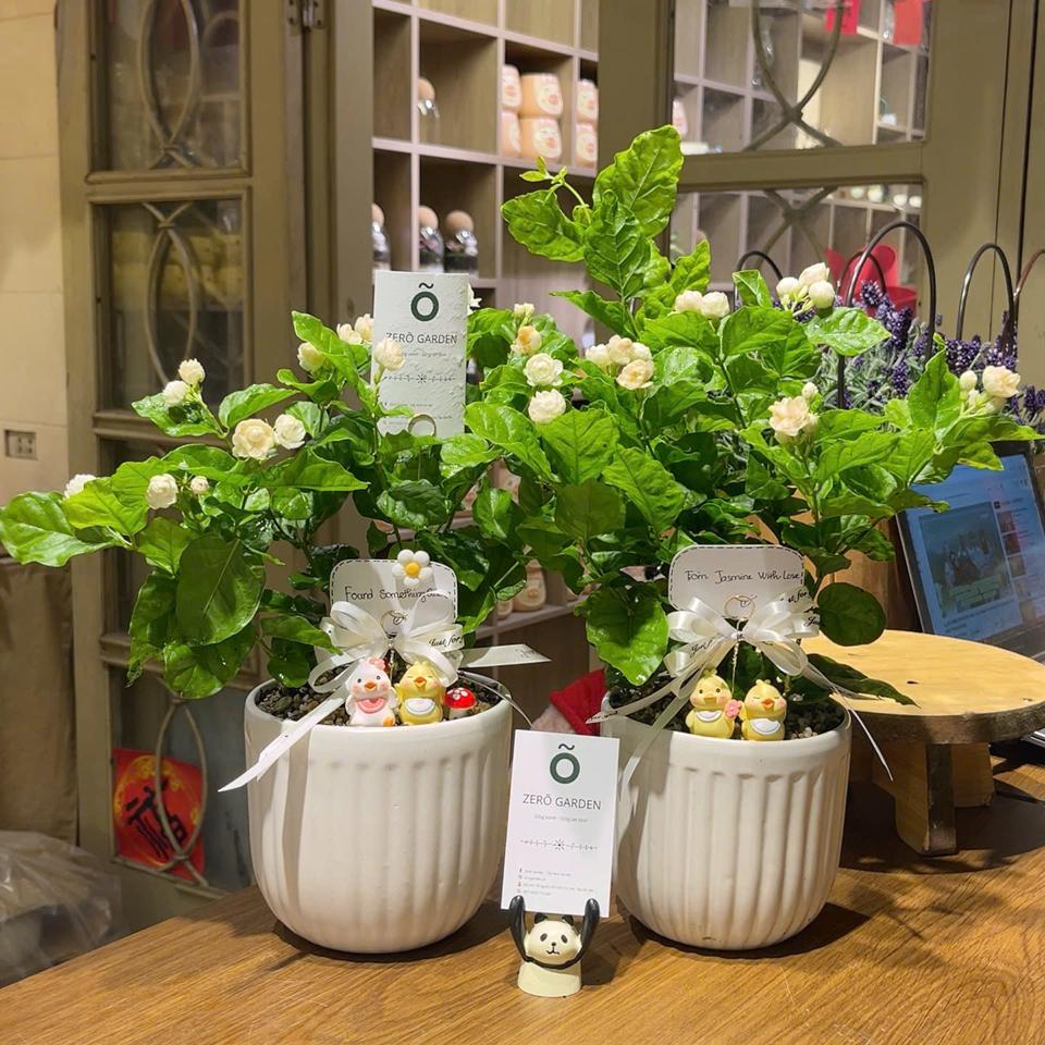 Nhài gift-duoc-ban-tai-Zerõ Garden - Sống Xanh Sống An Lành