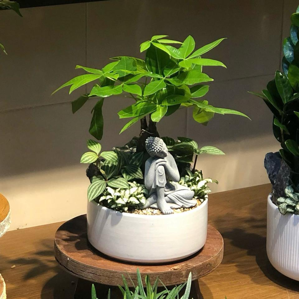 Kim ngân trụ bẹt size M -duoc-ban-tai-Zerõ Garden - Sống Xanh Sống An Lành