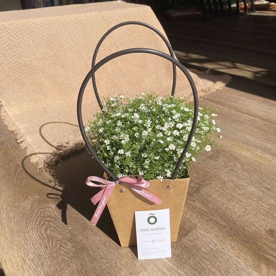 Baby trắng-duoc-ban-tai-Zerõ Garden - Sống Xanh Sống An Lành