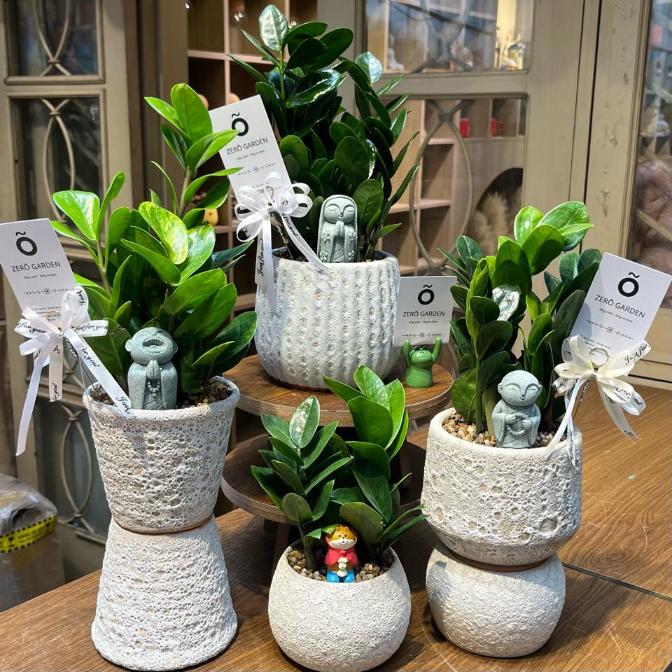 Kim tiền Atlantic Hạt dẻ 8cm-duoc-ban-tai-Zerõ Garden - Sống Xanh Sống An Lành