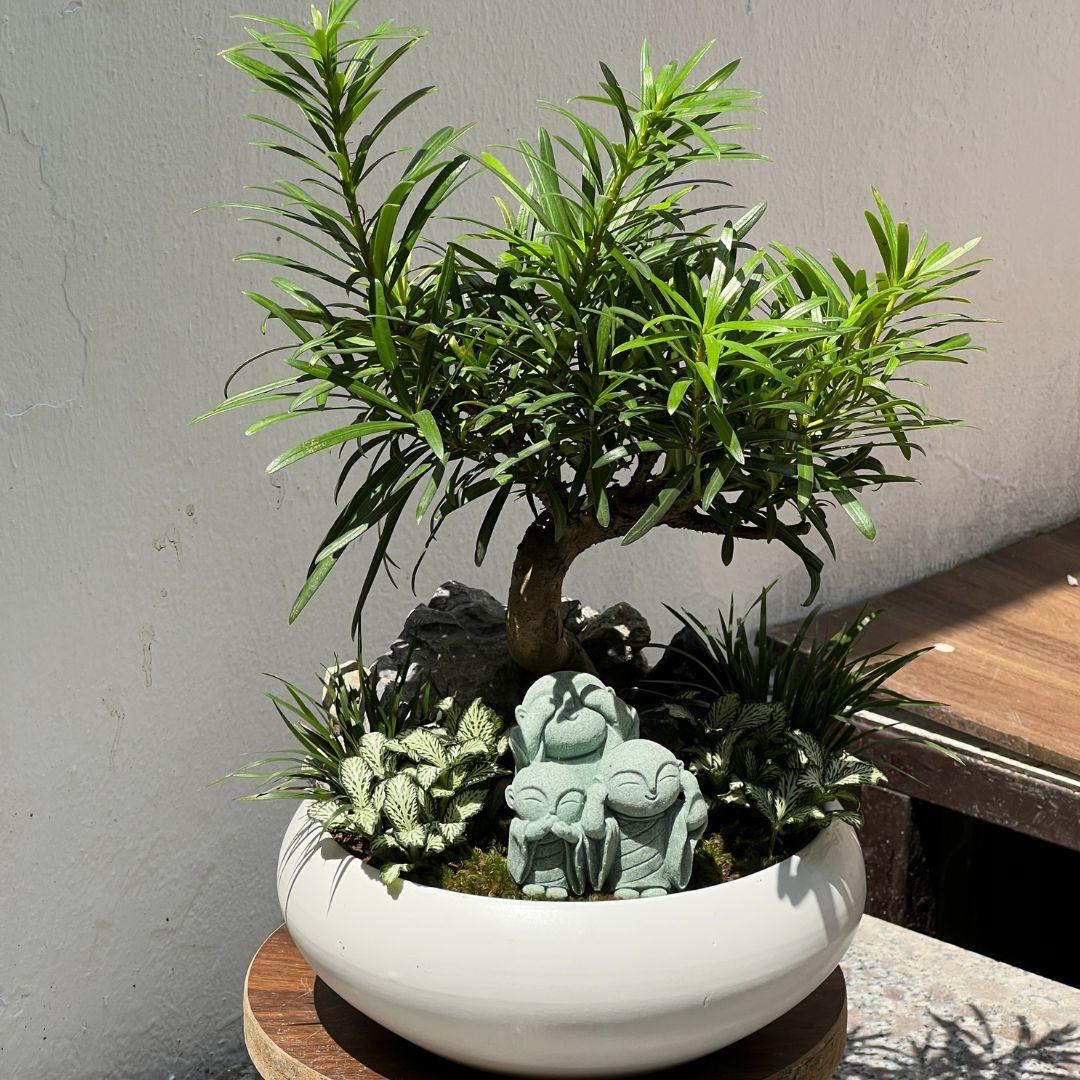 Tùng La Hán Mochi Size M-duoc-ban-tai-Zerõ Garden - Sống Xanh Sống An Lành