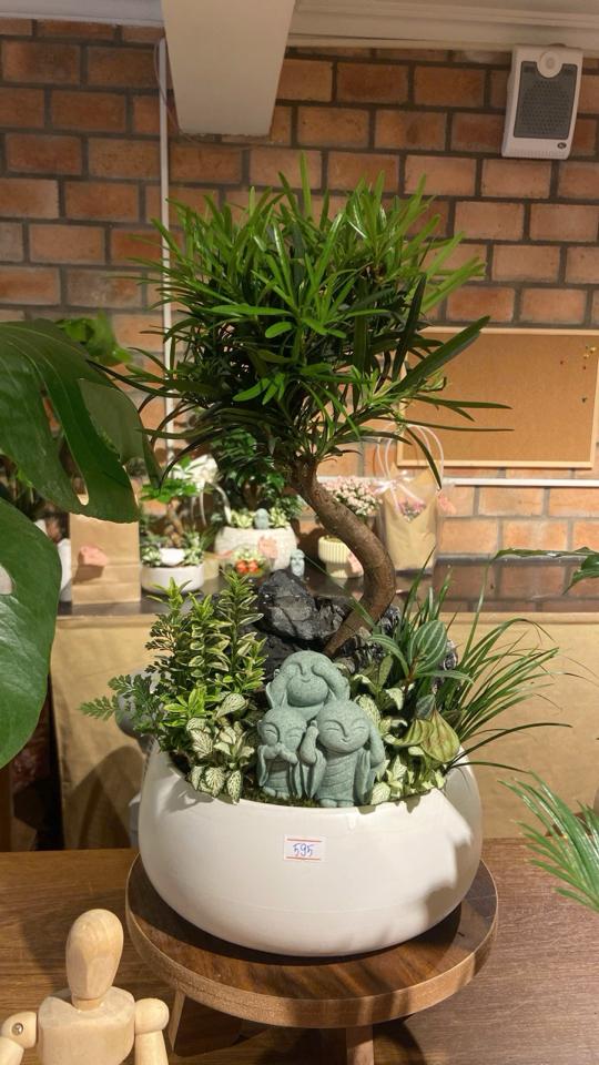Tùng la hán size 595 chậu trắng-duoc-ban-tai-Zerõ Garden - Sống Xanh Sống An Lành