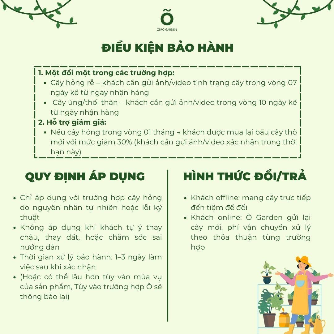 Tùng La Hán Mochi Size M-duoc-ban-tai-Zerõ Garden - Sống Xanh Sống An Lành