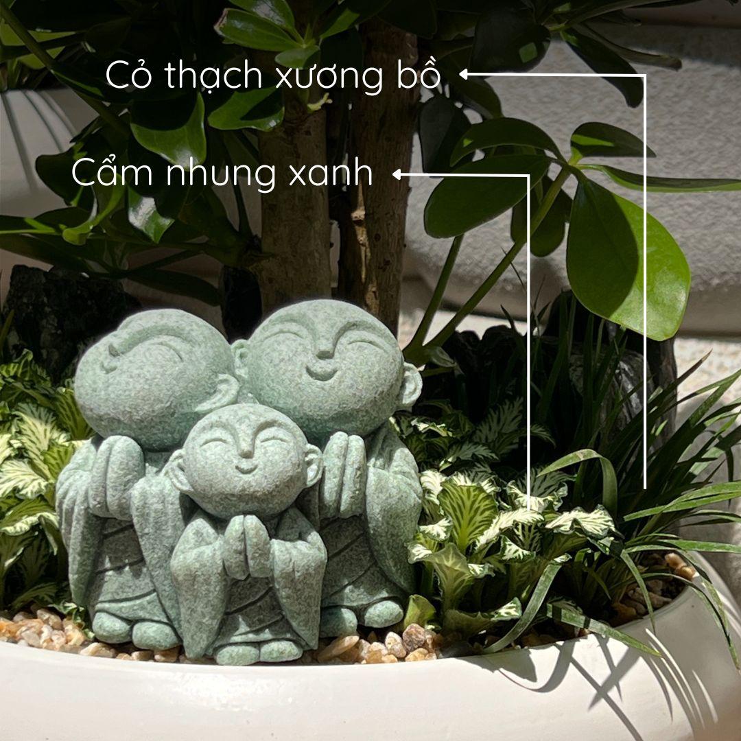 Ngũ Gia Bì Mochi Size M-duoc-ban-tai-Zerõ Garden - Sống Xanh Sống An Lành