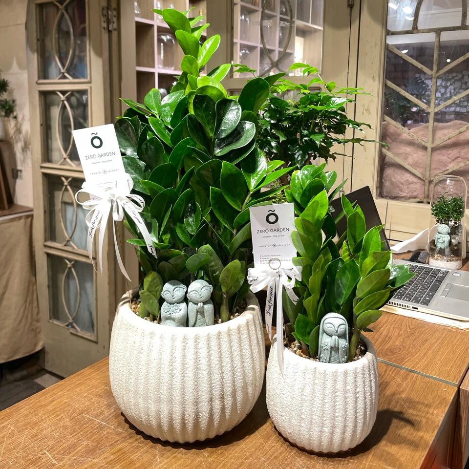 Kim tiền Atlantic bí ngô L 17cm-duoc-ban-tai-Zerõ Garden - Sống Xanh Sống An Lành