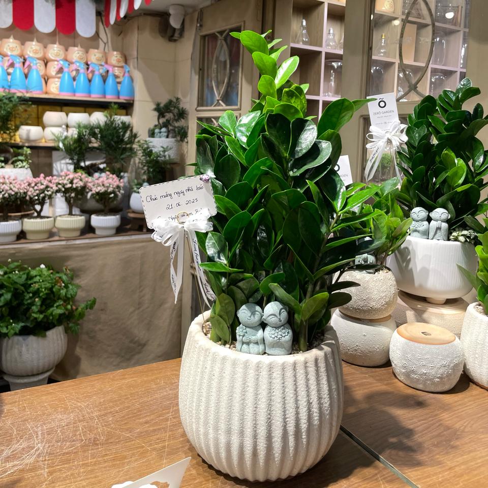 Kim tiền Atlantic bí ngô L 17cm-duoc-ban-tai-Zerõ Garden - Sống Xanh Sống An Lành