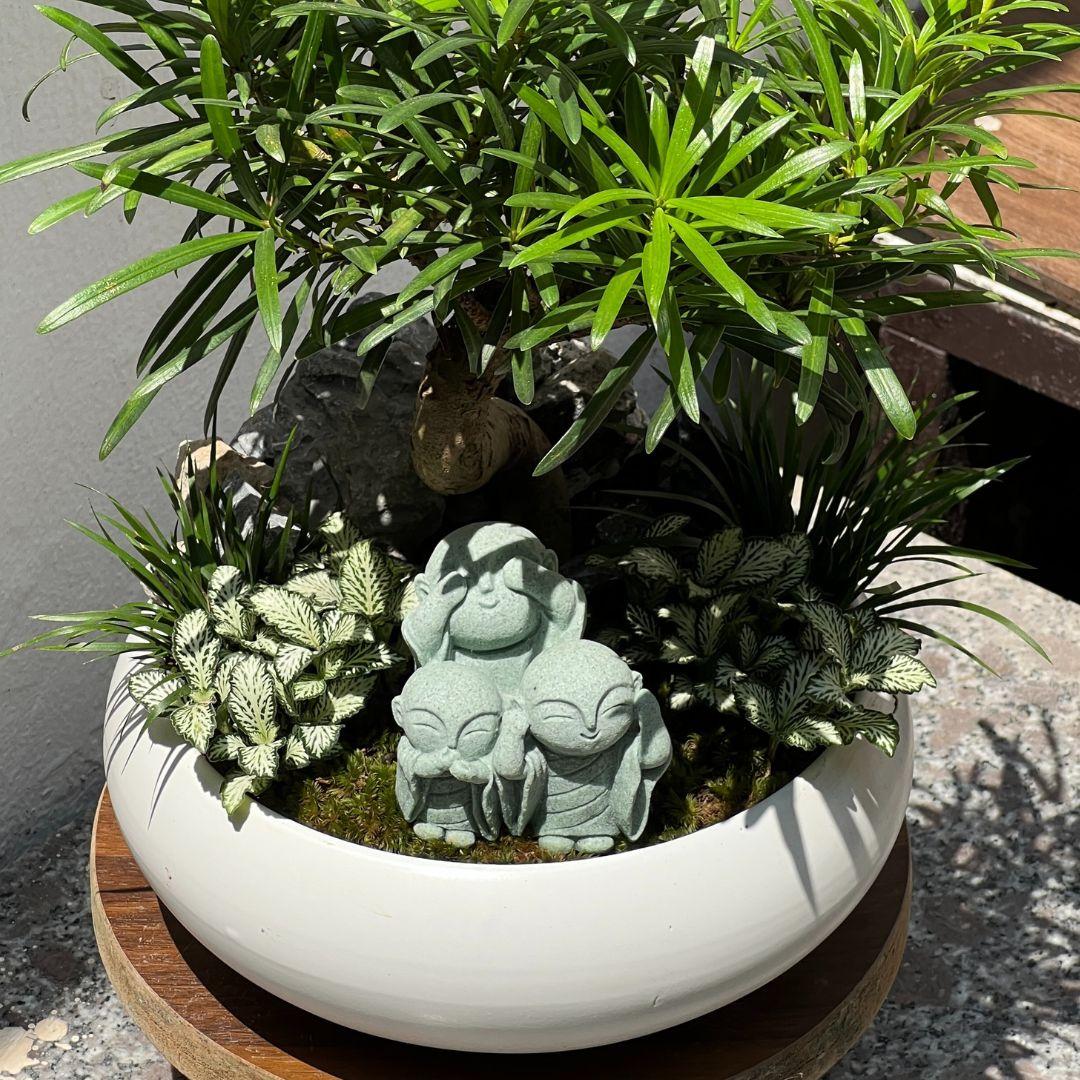 Tùng La Hán Mochi Size M-duoc-ban-tai-Zerõ Garden - Sống Xanh Sống An Lành