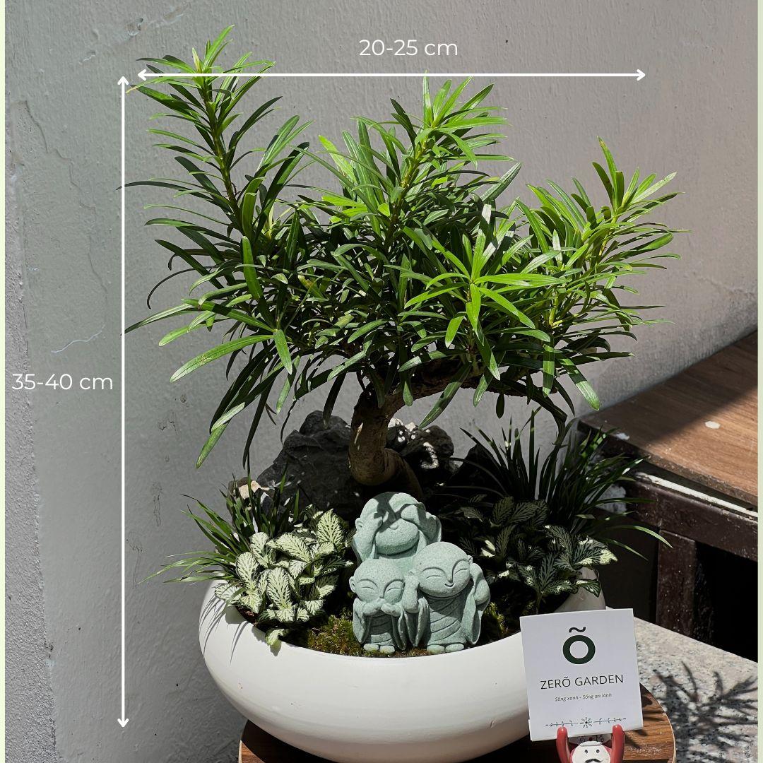 Tùng La Hán Mochi Size M-duoc-ban-tai-Zerõ Garden - Sống Xanh Sống An Lành