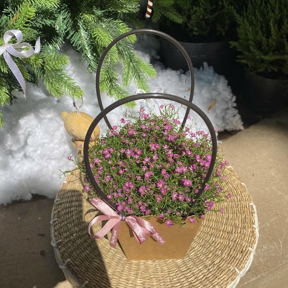 Baby hồng -duoc-ban-tai-Zerõ Garden - Sống Xanh Sống An Lành