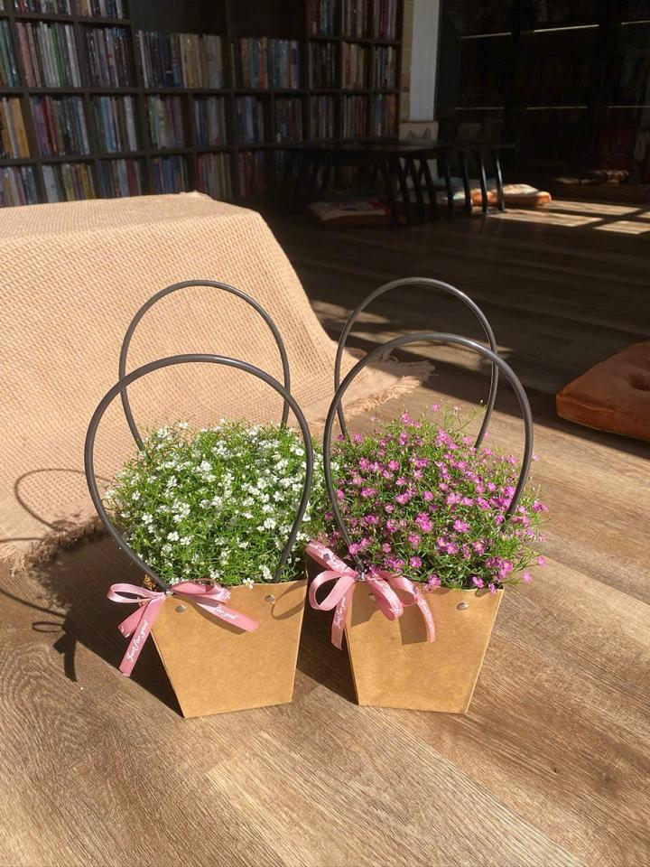 Baby trắng-duoc-ban-tai-Zerõ Garden - Sống Xanh Sống An Lành