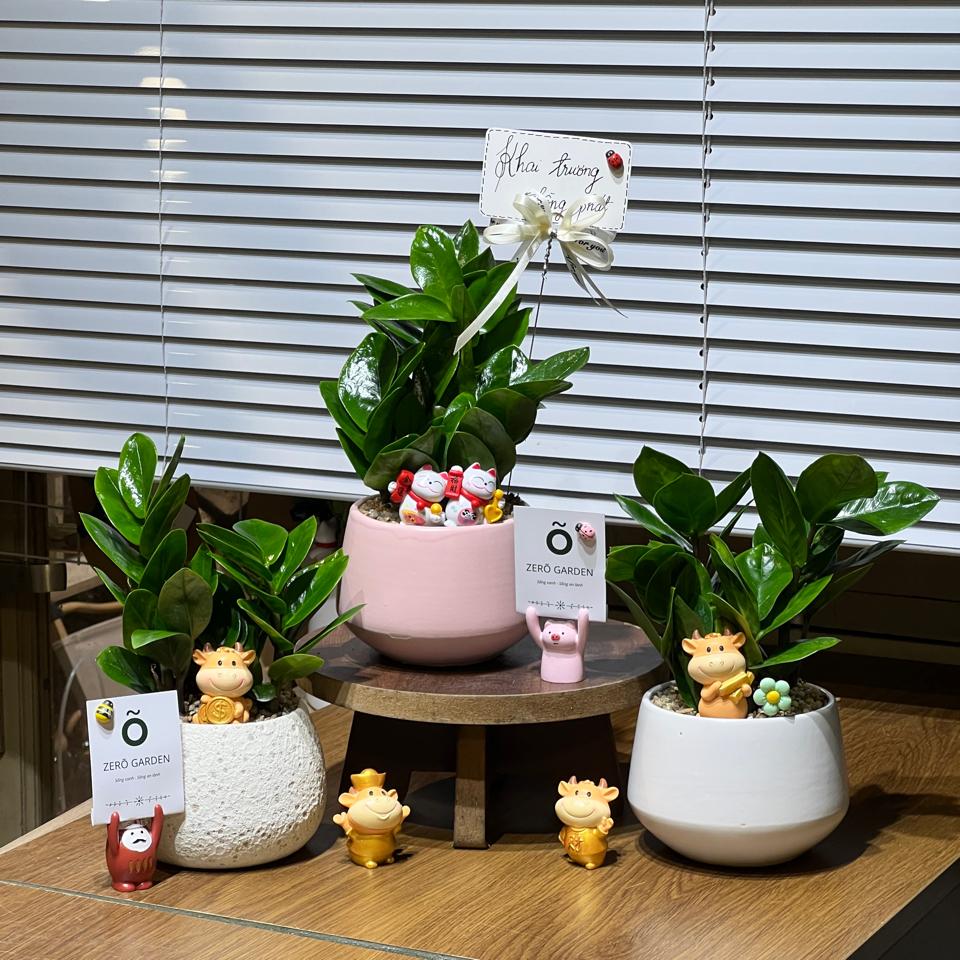 Kim tiền Kim cương-duoc-ban-tai-Zerõ Garden - Sống Xanh Sống An Lành