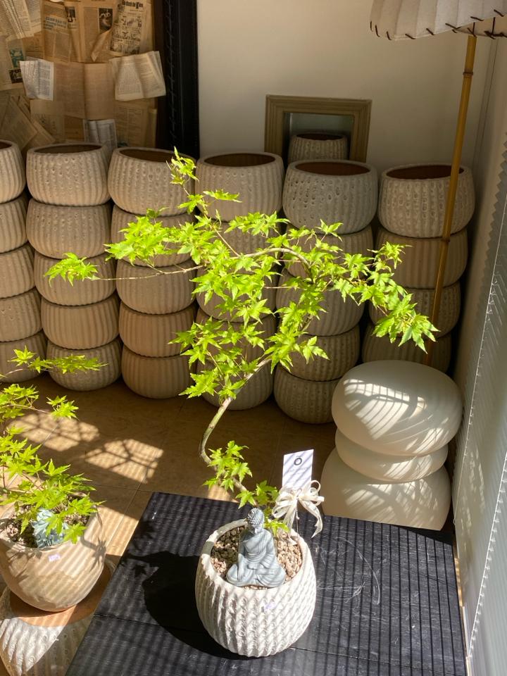 Phong lá xanh gốm atlantic bí ngô-duoc-ban-tai-Zerõ Garden - Sống Xanh Sống An Lành