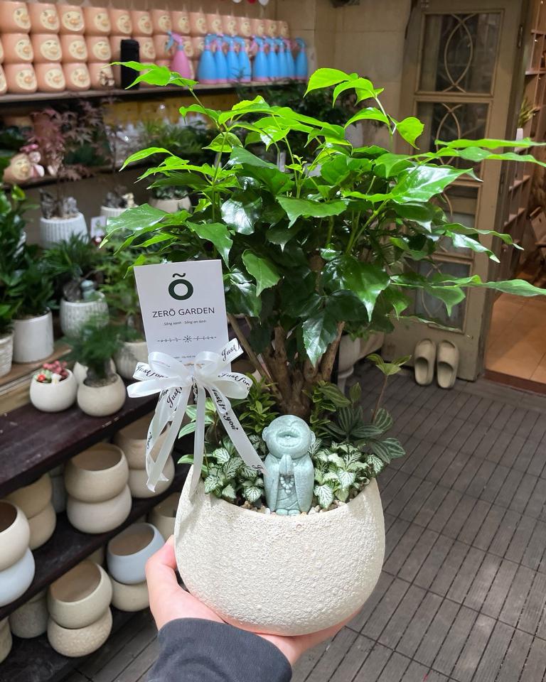 TC Hạnh phúc Atlantic hạt dẻ M -duoc-ban-tai-Zerõ Garden - Sống Xanh Sống An Lành