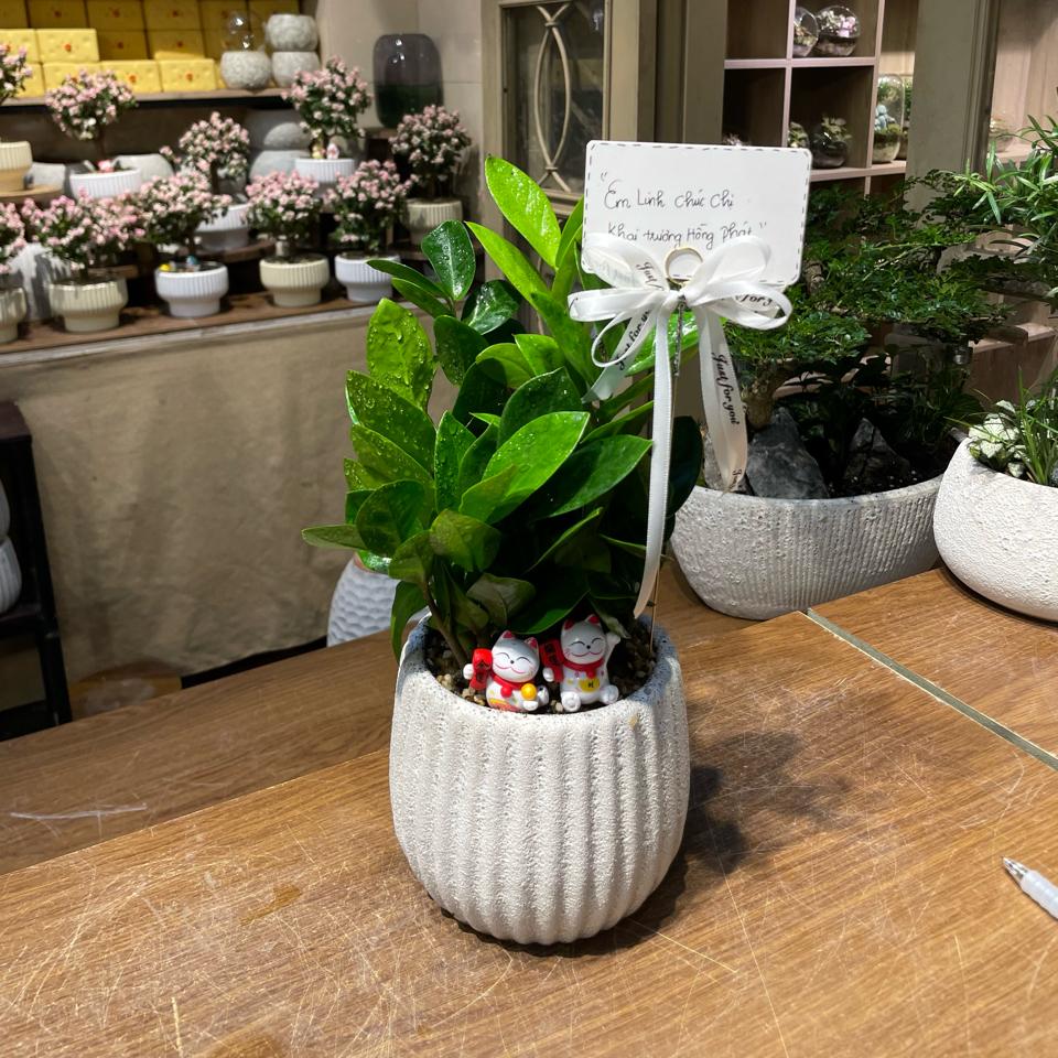 Kim tiền Atlantic bí ngô M 13cm -duoc-ban-tai-Zerõ Garden - Sống Xanh Sống An Lành