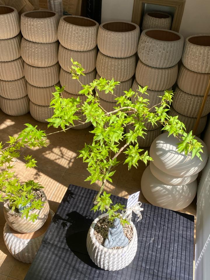 Phong lá xanh gốm atlantic bí ngô-duoc-ban-tai-Zerõ Garden - Sống Xanh Sống An Lành