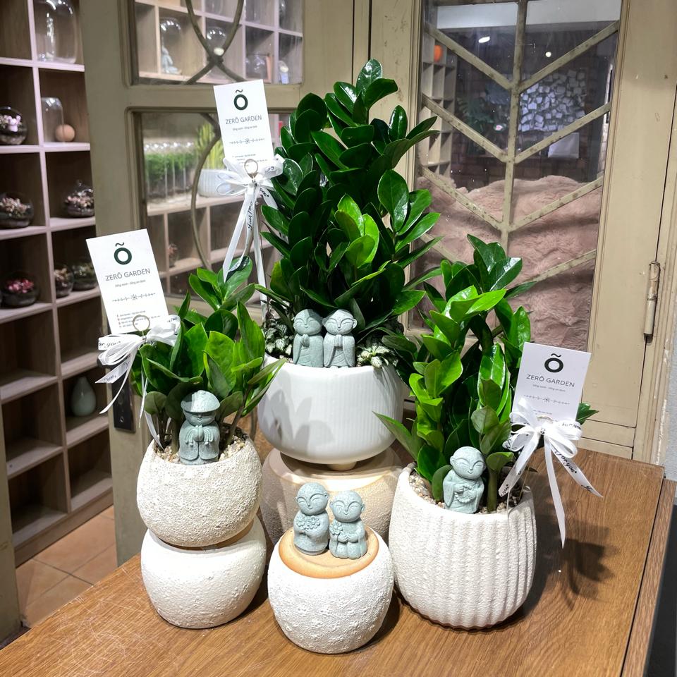 Kim tiền Atlantic bí ngô M 13cm -duoc-ban-tai-Zerõ Garden - Sống Xanh Sống An Lành