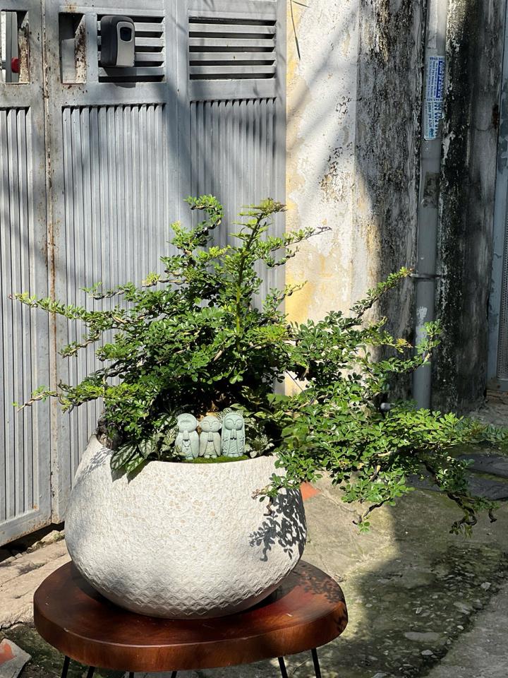 Cần thăng premium *-duoc-ban-tai-Zerõ Garden - Sống Xanh Sống An Lành